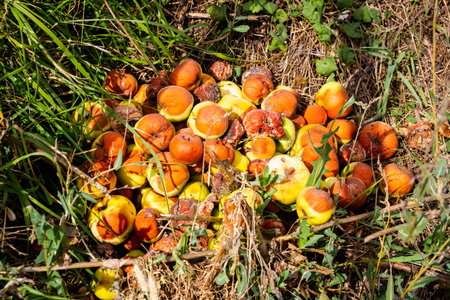 Pile of fallen rotten apples on the grass