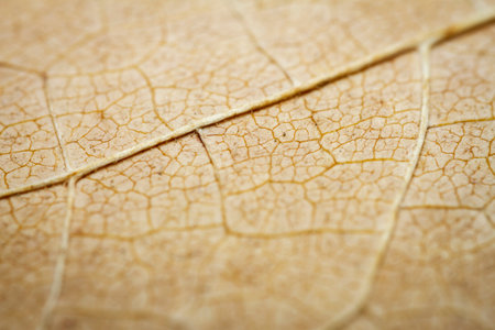Extreme close-up of a dried leaf showing leaf veins. Selective focus. Shallow depth of field