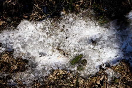 Spring ground covered with thawing snow. Melting ice on dry grass close up.の写真素材
