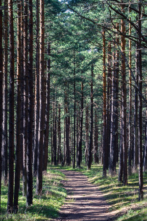 Green pine forest in Lithuania on a sunny dayの写真素材