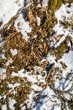 Spring ground covered with thawing snow. Melting ice on dry grass close up.の写真素材