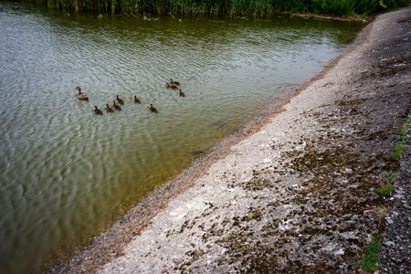 Mother duck with ducklings swim in the lagoon. Wild animals in water.の写真素材