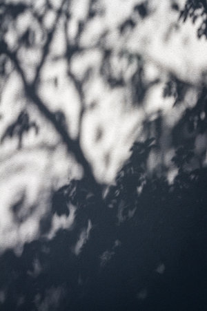 Abstract natural light and shadow patterns cast by tree branches on a textured white wall. The shadow of many tree leaves on white wall.の写真素材