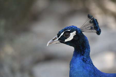 Casual peacock