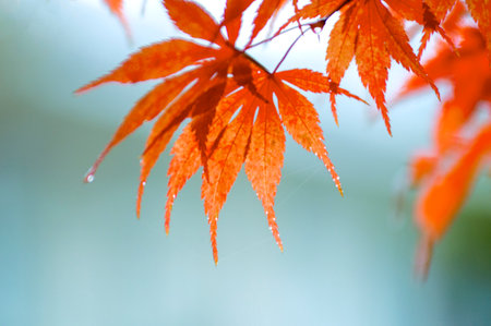The maple leaves are red, after the rain