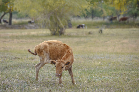 Populus euphratica forest calfの写真素材