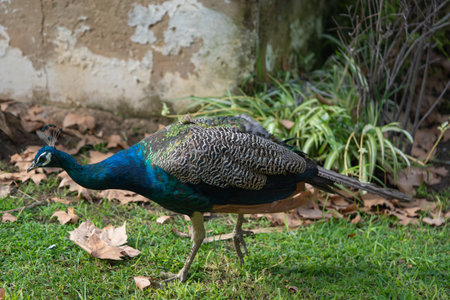 Peacock walking on the green grass in the park at daytime