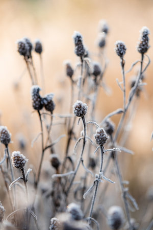 Hoarfrost on dry grass in winter. Beautiful natural background.の写真素材