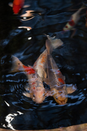 Koi fish in the pond. Shallow depth of field.の写真素材