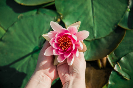 Pink lotus flower in hand on a background of green leaves.の写真素材