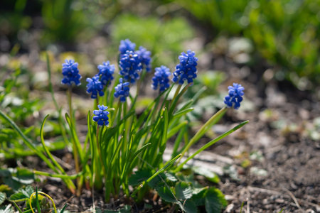 Blue muscari flowers in the spring garden. Shallow depth of fieldの写真素材