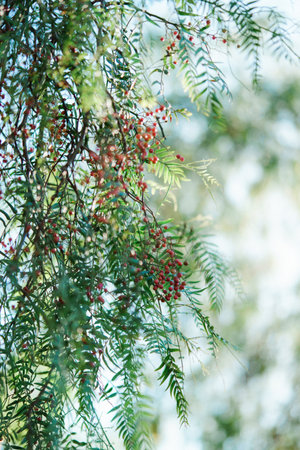 Pink peppercorn berries in the park. Schinus molle, pink pepper fruits on tree branchesの写真素材