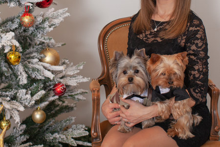 A girl in a black dress sits with a Yorkshire Terrier near the Christmas tree.の写真素材