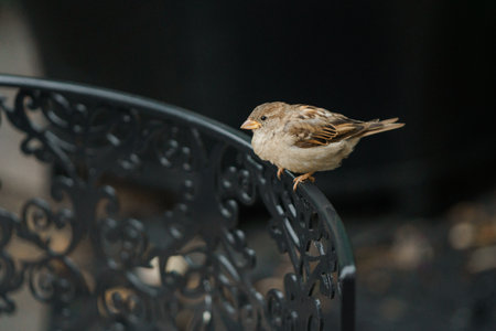 Sparrow, Passer domesticus, single bird on railing, Warwickshireの写真素材