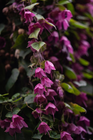 Purple flowers in the garden. Selective focus with shallow depth of field.