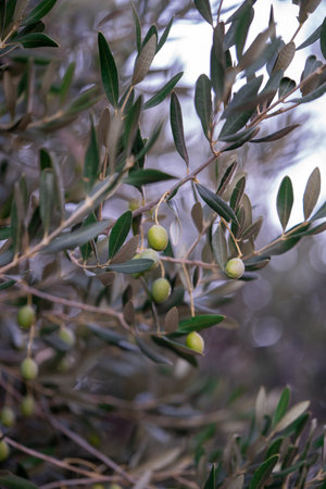 Olive tree branch with green olives. Olive groves in Montenegro.の写真素材