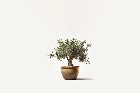 Olive tree in a pot on a white background. Minimal style.の素材