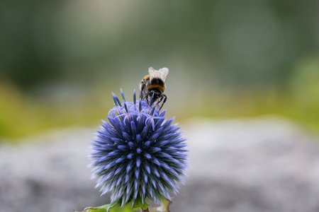 Bumblebee collecting pollen from a blue flower in a garden.の写真素材