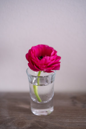Pink ranunculus flower in glass vase on wooden table.