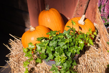 Pumpkins and ivy in a basket in front of a rustic barnの写真素材