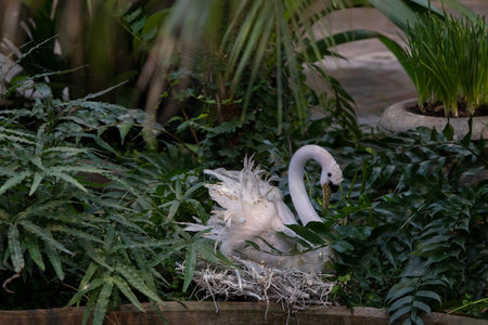 White swan in a nest on a background of green plants.の写真素材