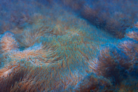 Close up of corals under water. Underwater photo of coral reef.の写真素材