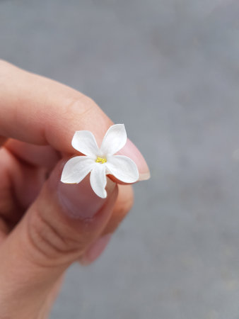 Hand holding a white flower on a gray background. Close up.の写真素材
