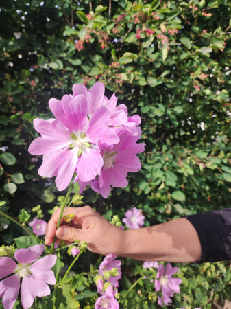 Hibiscus syriacus, Malva syriacaの写真素材
