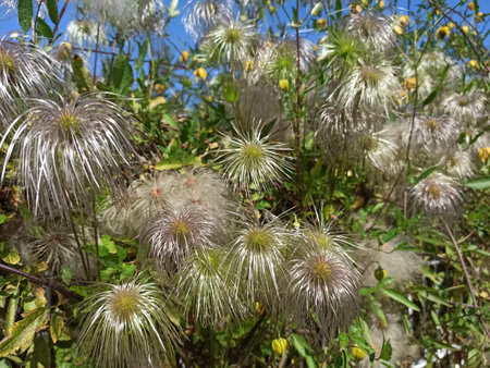 Fluffy seed heads of Pulsatilla species, displaying a feathery appearance with silvery strands...