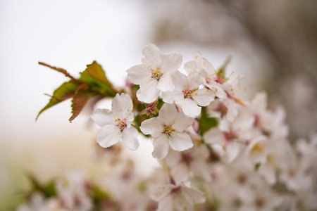 cherry blossom in spring time, macro photo with shallow depth of field