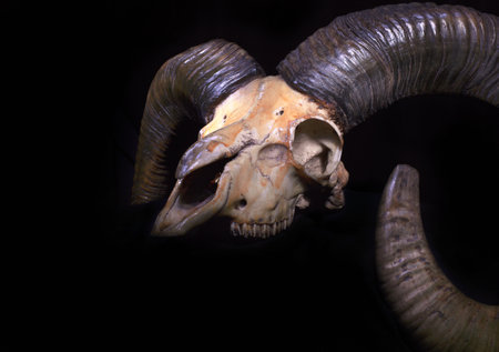 Wild ram skull on the black background from the sideの写真素材