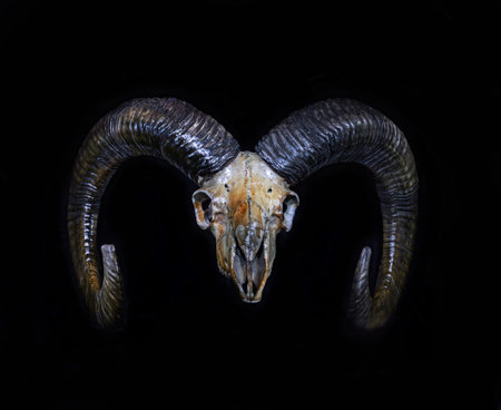 Skull of wild ram (Ovis ammon) on the black background - light painting