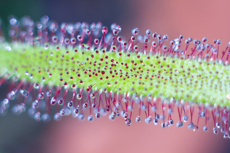 tentacle of Drosera capencis with itの写真素材