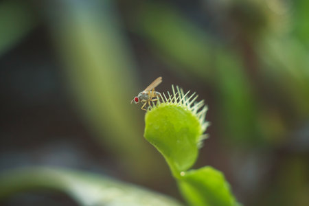 little fly escaped from Dionea flytrapの写真素材