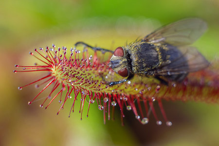 home fly catched by Sundew (drosera) - the carnivorous plant (macro)の写真素材