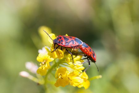 Firebugs at the flowers - reproduction macro photo