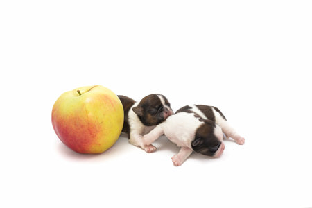 Two little shih tzu with apple are playing - isolated on whiteの写真素材