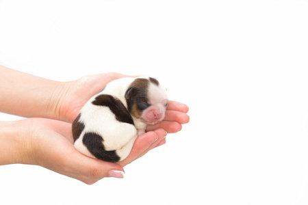 Little white shih tzu pup sleeping at the human hands - frontal view, isolated on whiteの写真素材