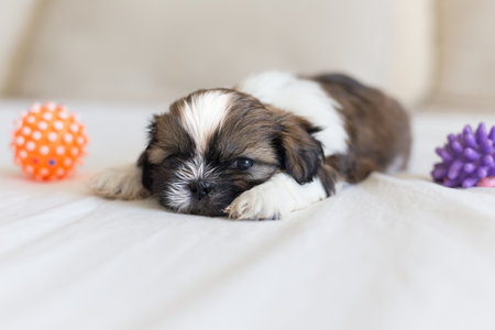 Furry Shih-Tzu puppy is sleeping with two his toysの写真素材