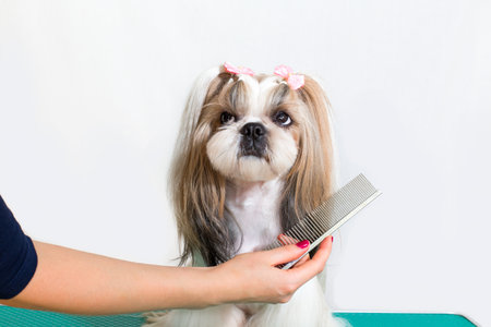 Little beauty shih-tzu dog at the groomer's hand - isolated on whiteの写真素材
