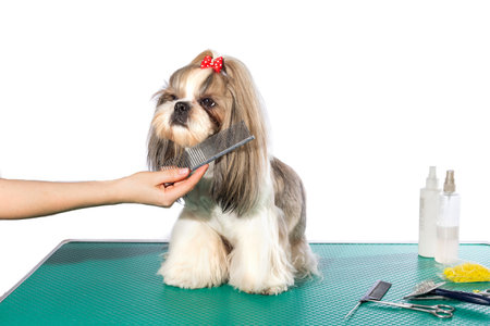 Little shih-tzu dog at the groomer's hands with comb - isolated on whiteの写真素材