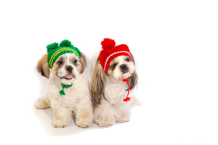 Two shih-tzu puppies are sitting in winter hats - isolated on white