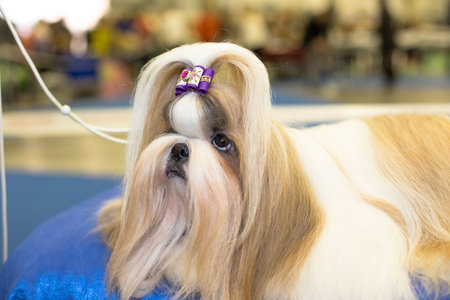 Well groomed Shih-tzu with long fur - at the exhibitionの写真素材