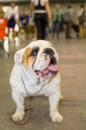 Great looking English Bulldog portrait - at the exhibitionの写真素材