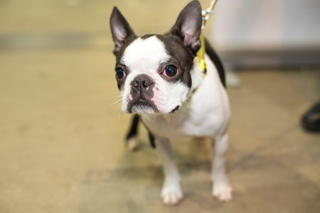 Well groomed Boston-terrier portrait - at the exhibitionの写真素材