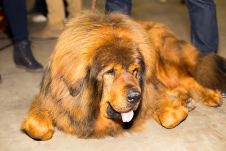 Great red well groomed Tibetan Mastiff - at the exhibitionの写真素材