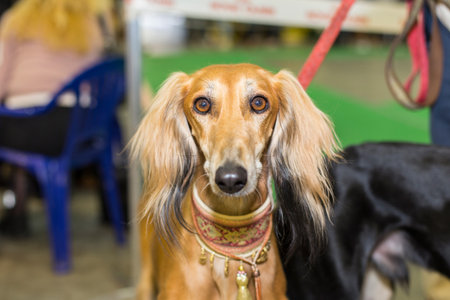 Great red furred hound eyes - at the exhibitionの写真素材