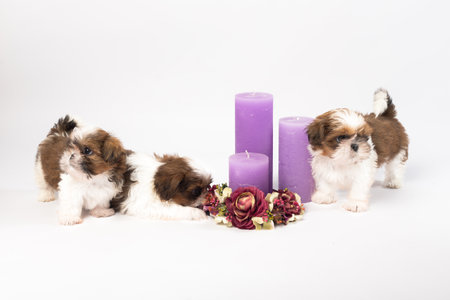 Two cute shih-tzu puppies with holliday candles isolated on the white backgroundの写真素材