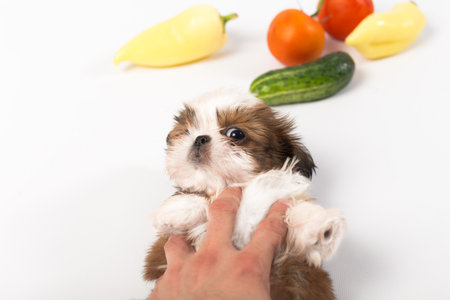 Little shih tzu puppy with vegetables isolated on the white backgroundの写真素材