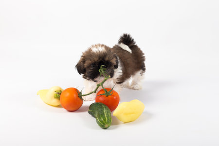 Little shih tzu puppy with vegetables isolated on the white backgroundの写真素材